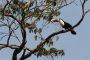 Amazonas06 - 332 * Red-billed Toucan.